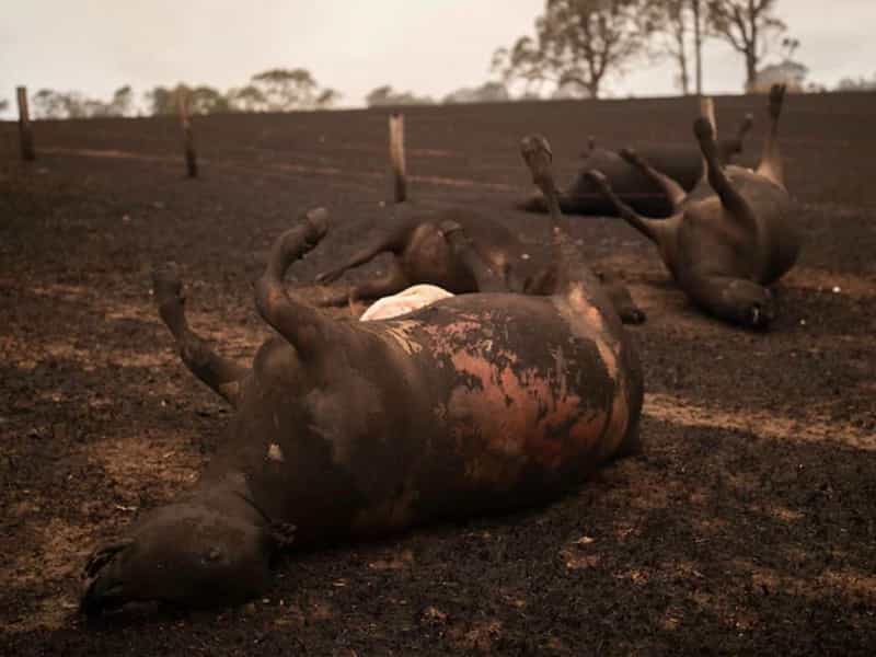 オーストラリア火災畜産動物