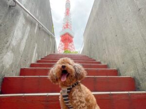 東京タワー　犬