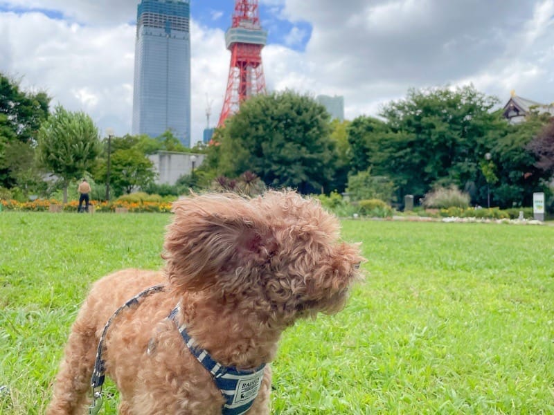 東京旅行　犬