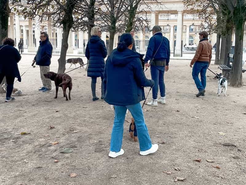 パリ　犬　散歩