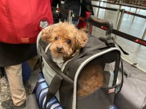 チューリッヒ空港　犬