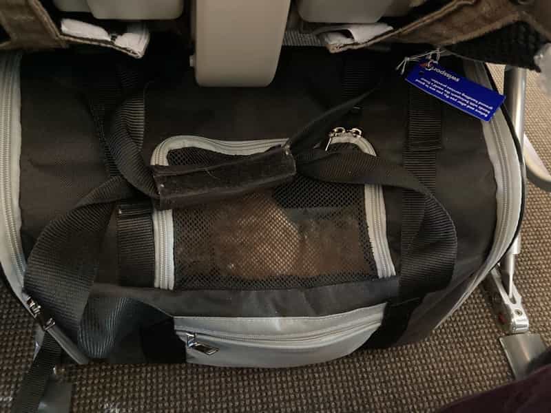 チューリッヒ空港　犬