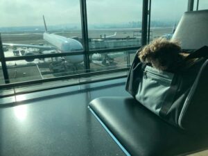 チューリッヒ空港　犬