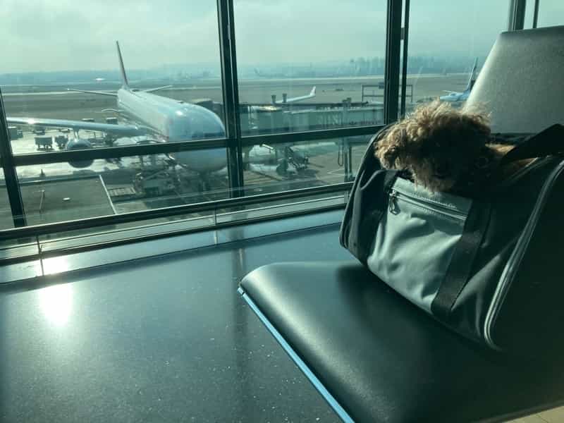 チューリッヒ空港　犬